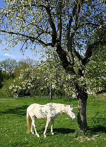 white unicorn standing under the tree thumbnail