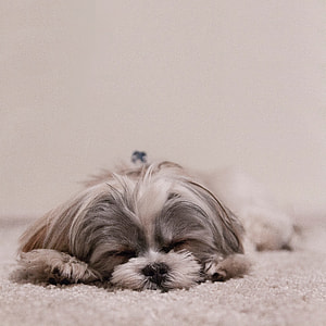 grey and white long-coated dog thumbnail