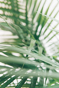 closeup photo of green linear plants thumbnail