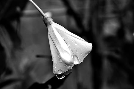 Greyscale Closeup Photo of Flower thumbnail