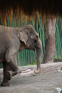 elephant near tree thumbnail
