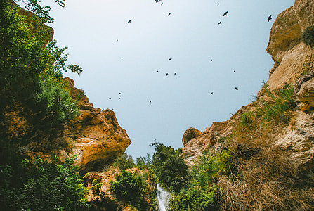 Birds in gorge thumbnail