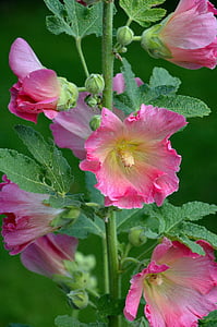 closeup photo of pink petaled flowers thumbnail