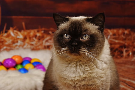 rugdoll cat beside pet bed thumbnail