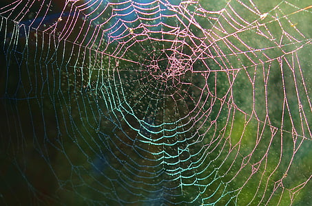 wildlife photography of spider web thumbnail