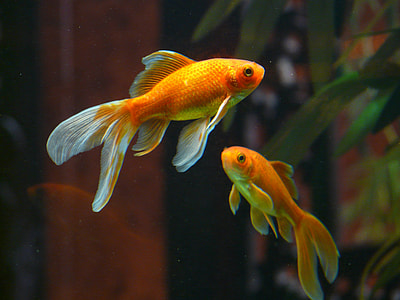 wildlife photography of two orange fish thumbnail