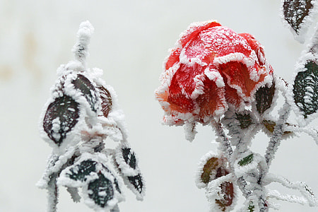 red rose covered in snow closeup photography thumbnail