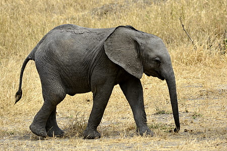 photo of black elephant thumbnail