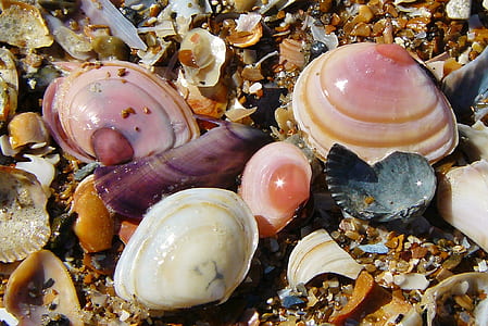 closeup photography of assorted seashells thumbnail