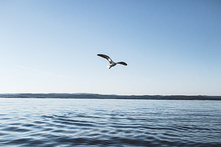 White and Brown Bird Near Body of Water Under Blue Sky at Daytime thumbnail