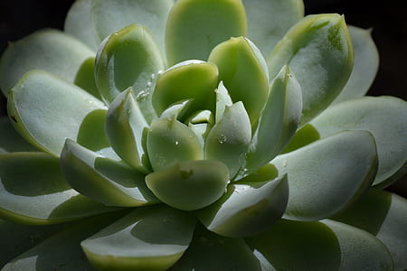 selective focus photography of green succulent plant thumbnail