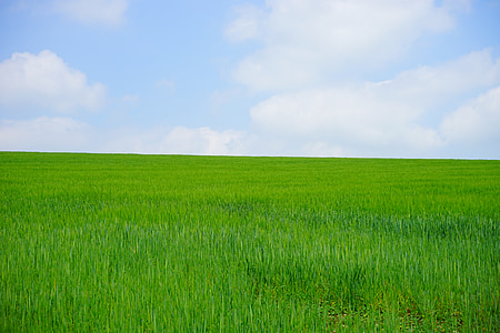 grass field during daytime thumbnail