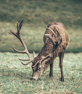 brown deer during day time thumbnail
