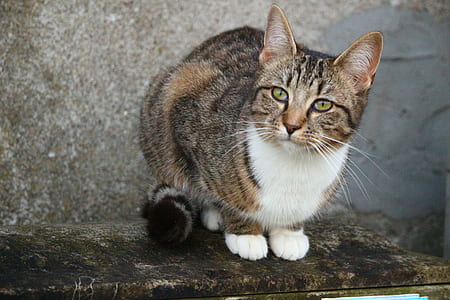black and white tabby cat on brown surface thumbnail