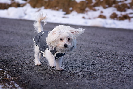 white Maltese puppy on road thumbnail