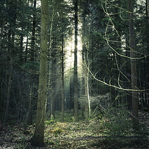 Photo of Forest thumbnail