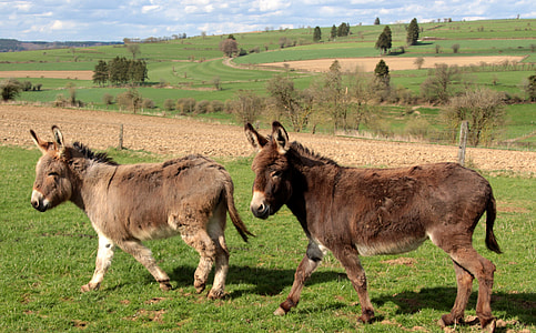 Donkey, Domestic Donkey thumbnail