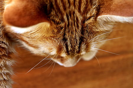 close-up photography of gray tabby cat thumbnail