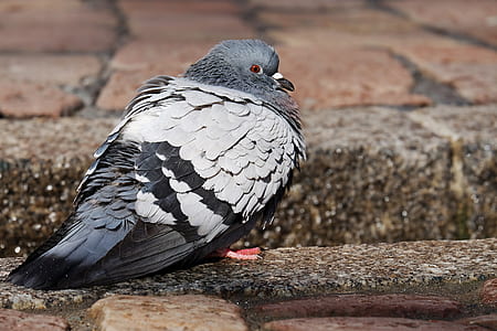 gray and black bird thumbnail