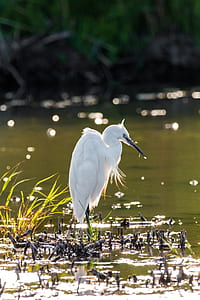 white long-beak bird on body of water in selective focus photography at daytime thumbnail