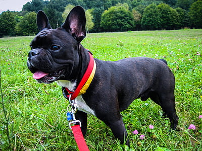 black French bulldog on green grass thumbnail