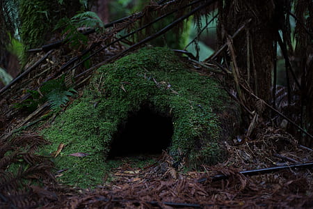 green and brown animal cave near trees thumbnail