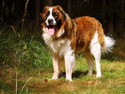 adult red and white Saint Bernard on grass field thumbnail