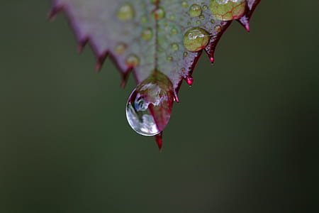 red leaf with water dews thumbnail