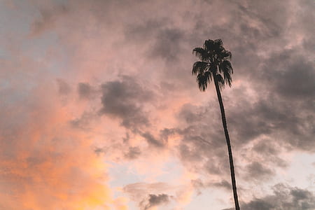 silhouette of coconut palm tree during golden hour thumbnail