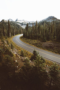 aerial view of green pine trees near concrete road thumbnail