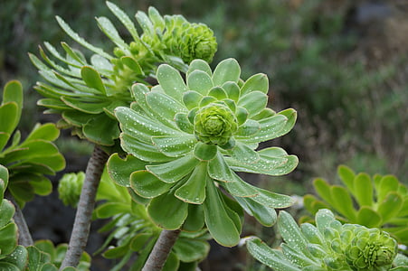 green leafed plant thumbnail