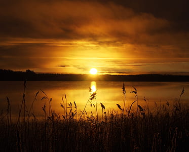 silhouette of flowers beside lake during golden hour thumbnail