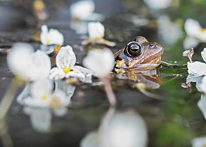 close up photography of frog thumbnail