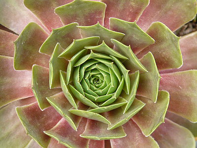 green and pink flower thumbnail
