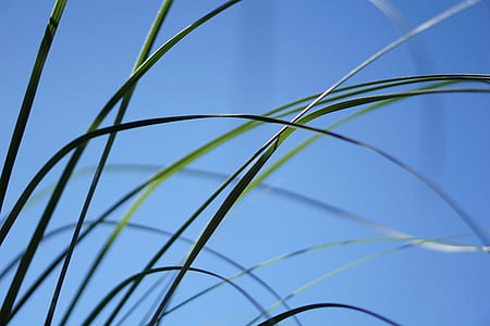green grass blades thumbnail