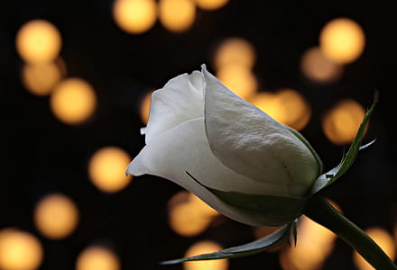 closeup photo of white rose thumbnail