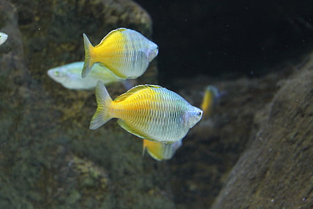 close-up photo of gray-and-yellow fish thumbnail