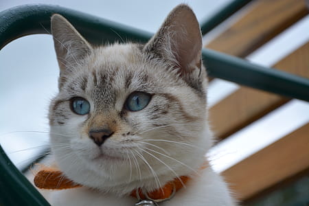 shallow focus photography of brown cat thumbnail
