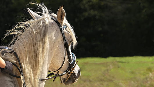 white horse near green trees thumbnail
