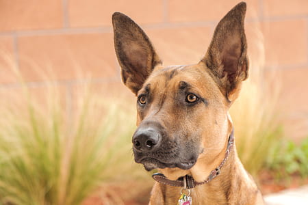 selective focus photography of tan German shepherd puppy at daytime thumbnail