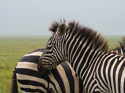 two zebras standing on green grass field thumbnail