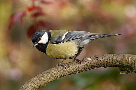 selective focus photography of green tit thumbnail