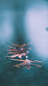 dried leaf on body of water thumbnail