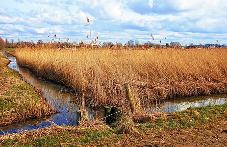 brown grassland during daytime thumbnail