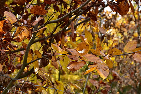 closeup photo of maple tree thumbnail