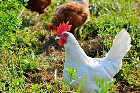 white hen on grass covered ground thumbnail