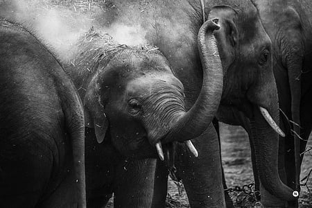 grayscale photo of elephants thumbnail