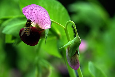 shallow focus photography of fly on pink petaled flower with hover fly thumbnail