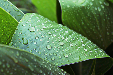 green leaf plant thumbnail