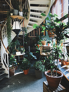 photo of variety of plants near window and stair thumbnail